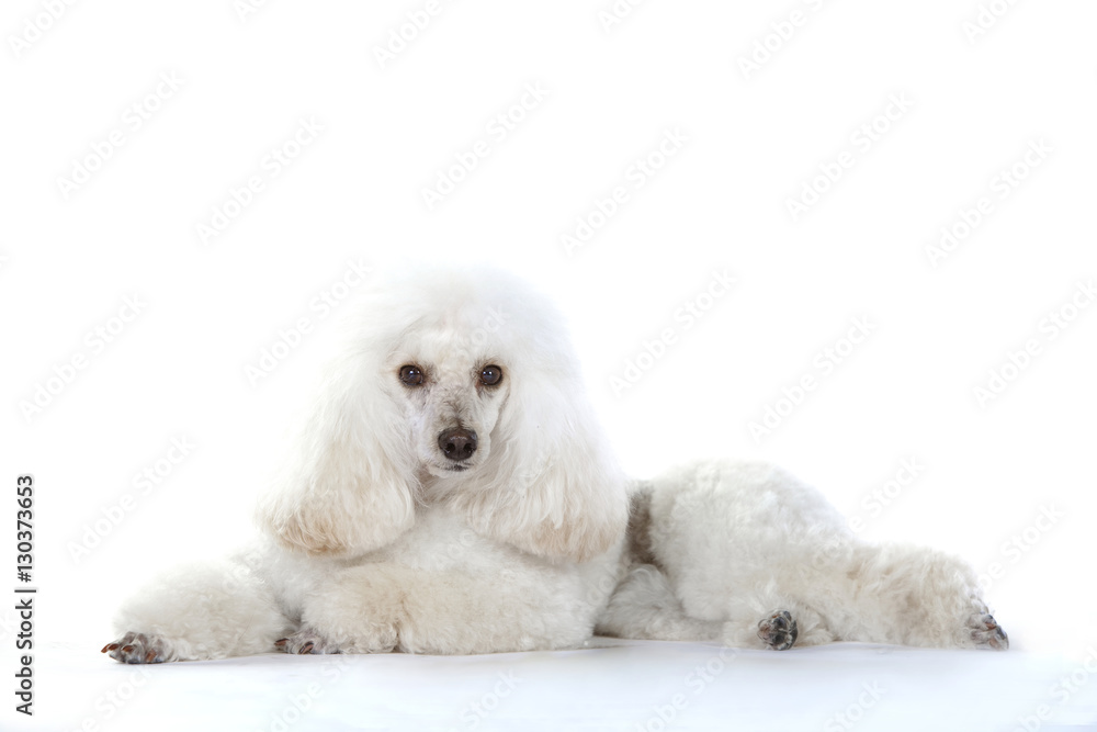 White poodle dog