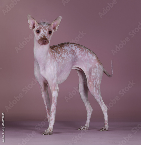 Konstfotografi Peruvian Hairless dog