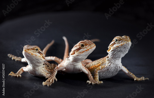 Three pogonas