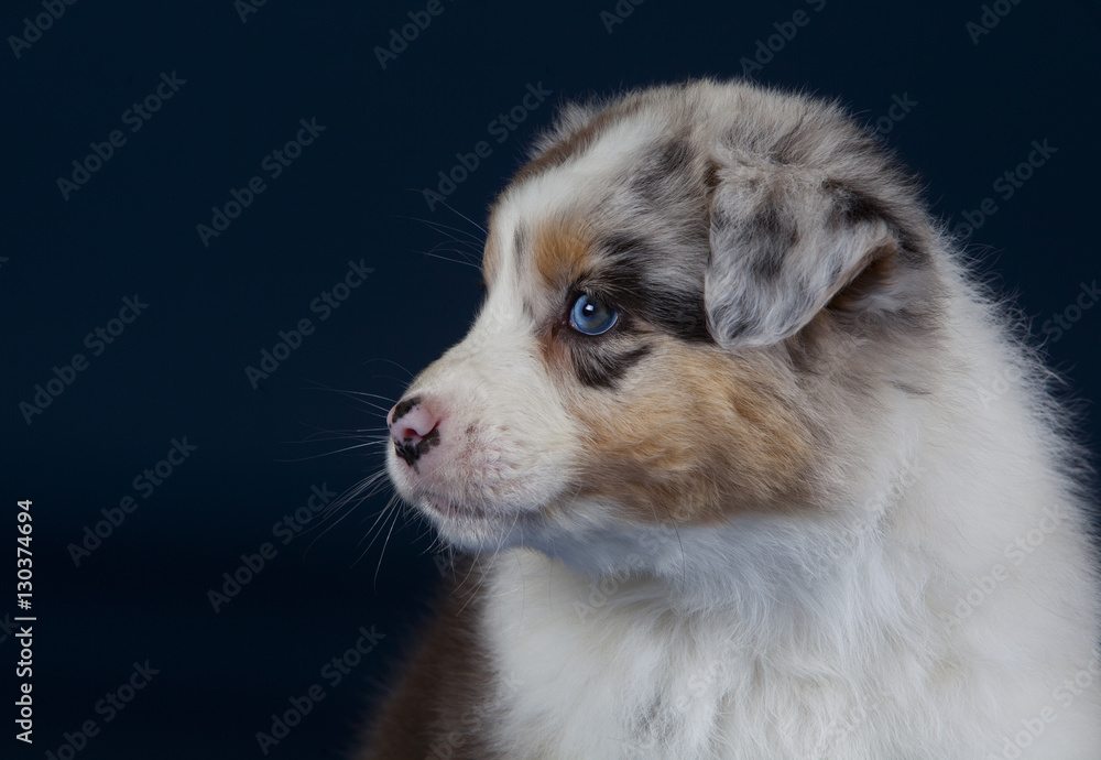 Naklejka premium Australian sheperd dog,