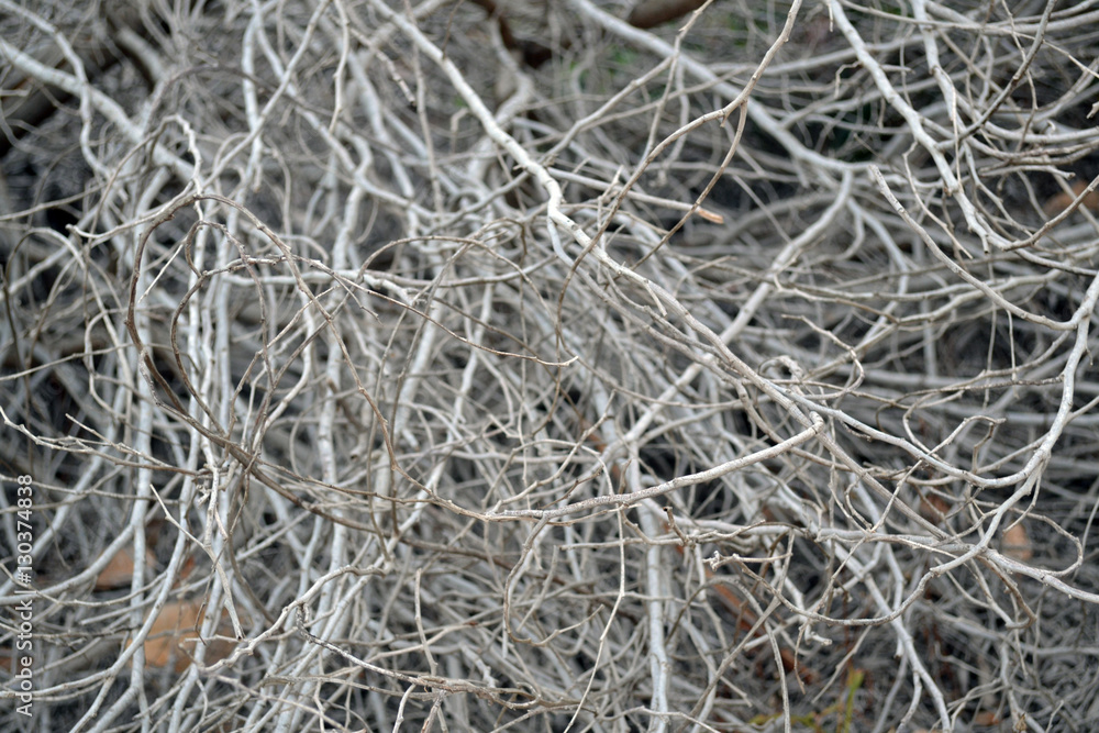 Grey dry bush. Thin branches of a bush. Suitable for background
