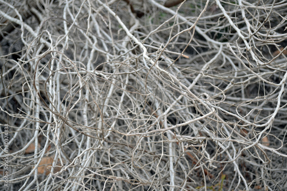 Grey dry bush. Thin branches of a bush. Suitable for background Grey dry bush. Thin branches of a bush. Suitable for background