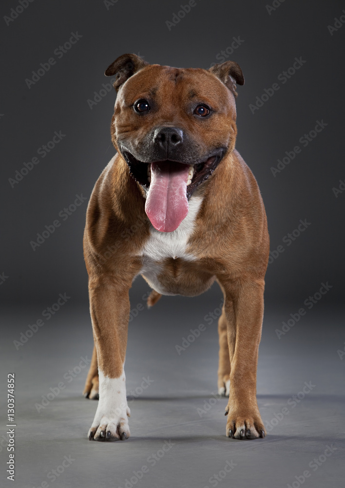 happy staffordshire happy staffordshire