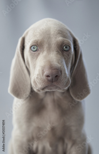 Weimar puppy portrait
