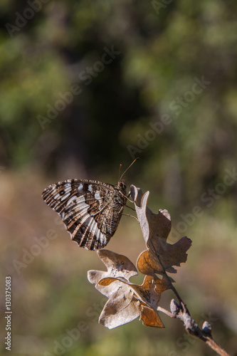 Mariposa ( Kanetisa circe ) posada en una hoja seca  de roble © Siur