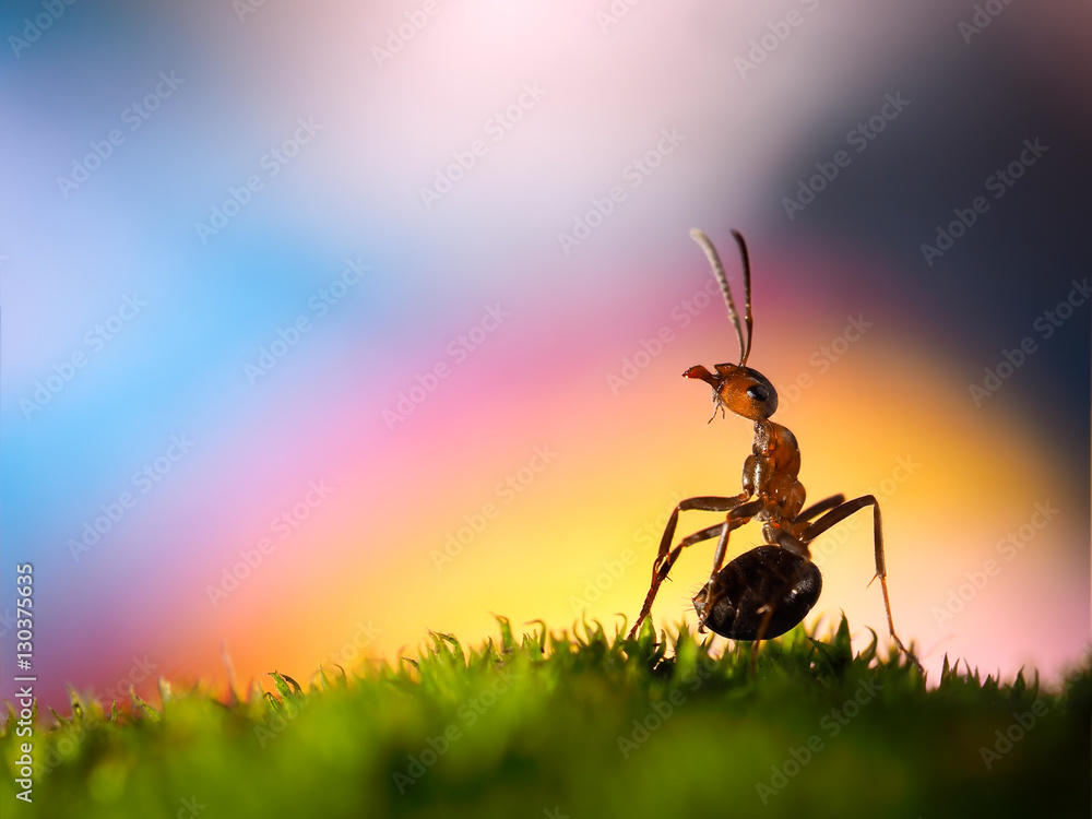 Beautiful big ant on the background of the rainbow. The insect on moss  Stock Photo