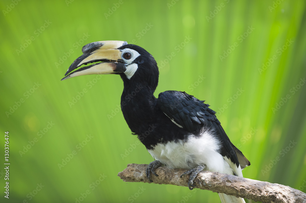 Southern pied-hornbill (Anthracoceros convexus), Bali Bird Park, Indonesia Southern pied-hornbill (Anthracoceros convexus), Bali Bird Park, Indonesia