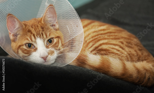 Ginger cat after medical treatment