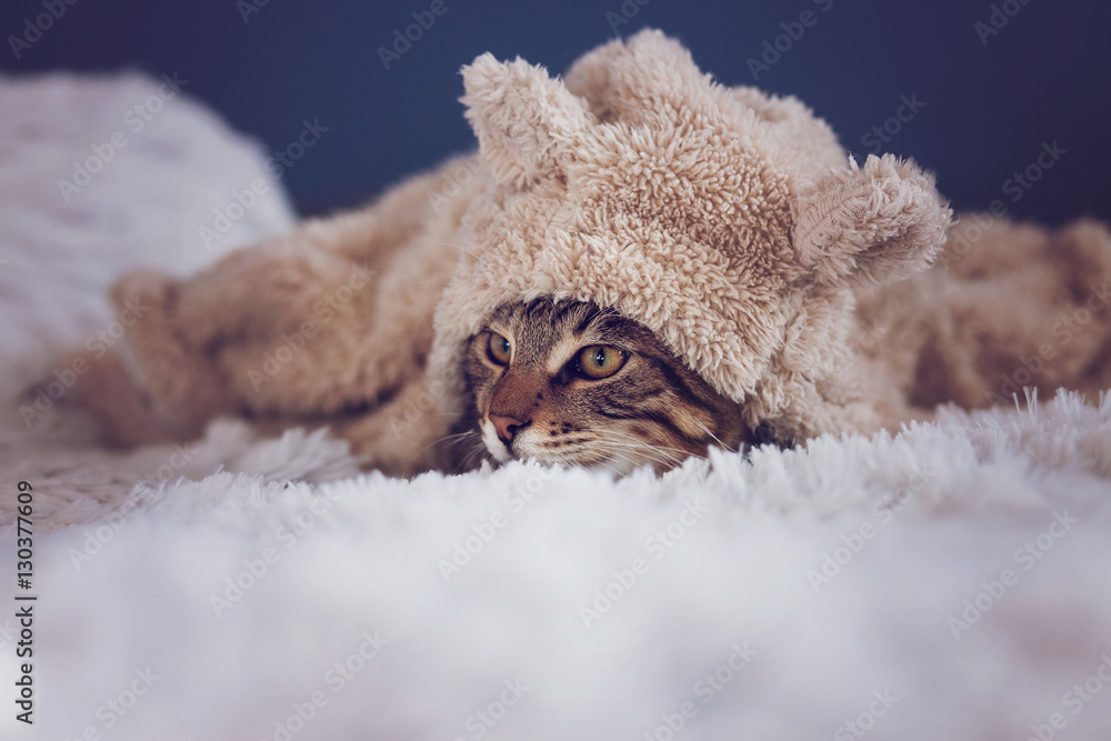 Obraz premium cute tabby cat in a costume. bengal wearing a faux fur hoodie with ears