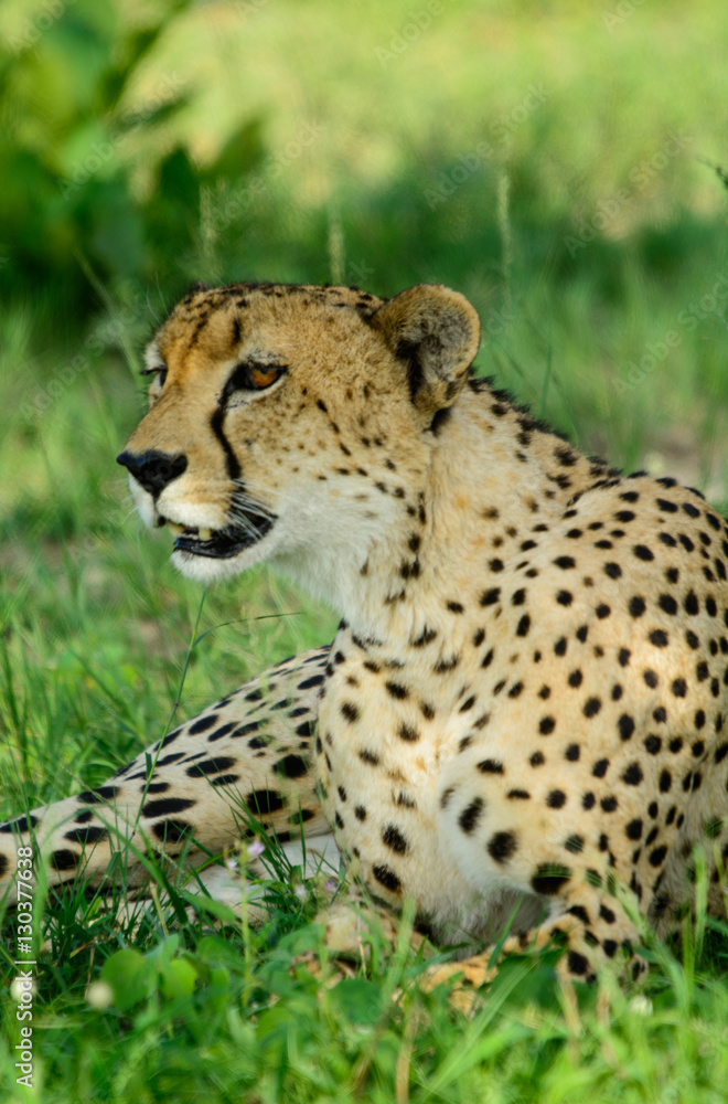 Male Cheetah, Sabi Sand Game Reserve, South Africa Male Cheetah, Sabi Sand Game Reserve, South Africa