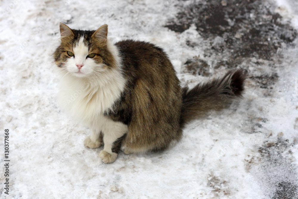 Cat in the snow.