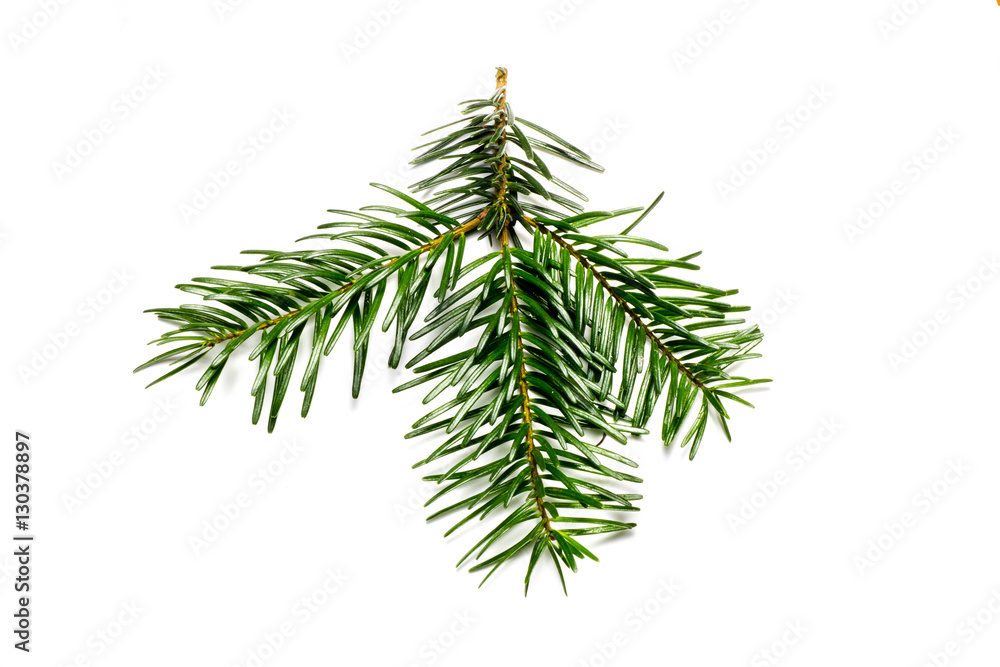 Tannenreisig isoliert Tannenreisig isoliert