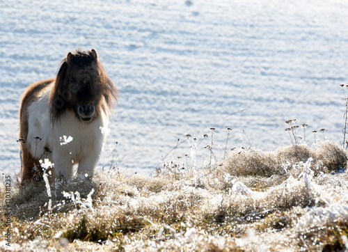 wilde Frisur, geschecktes Minipony steht mit zerzauster Frisur auf der verschneiten Wiese photo