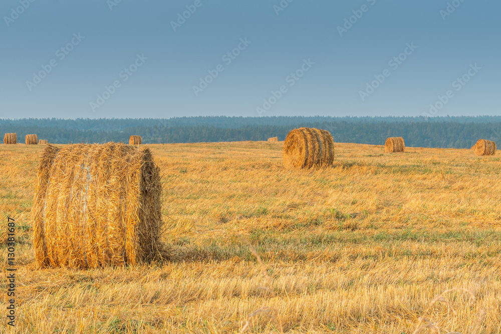 Поле после сбора урожая