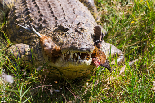 Crocodile lies on the bank of lake  
