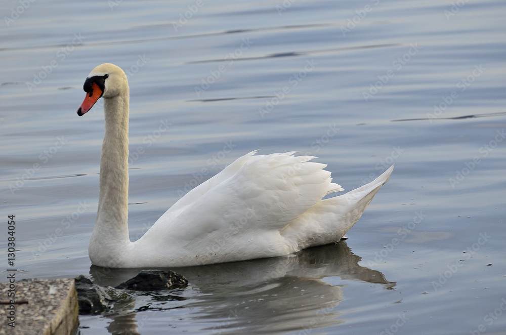 Obraz premium cigno reale