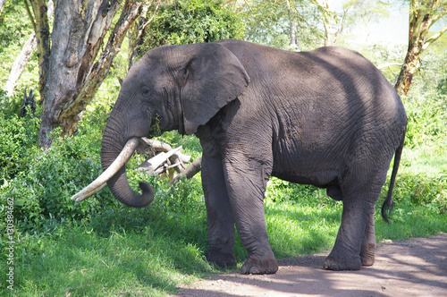 Wild Elephant in Ngorongoro Crater  Tanzania