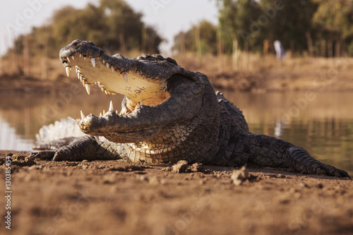 Feeding the crocodile Fototapeta