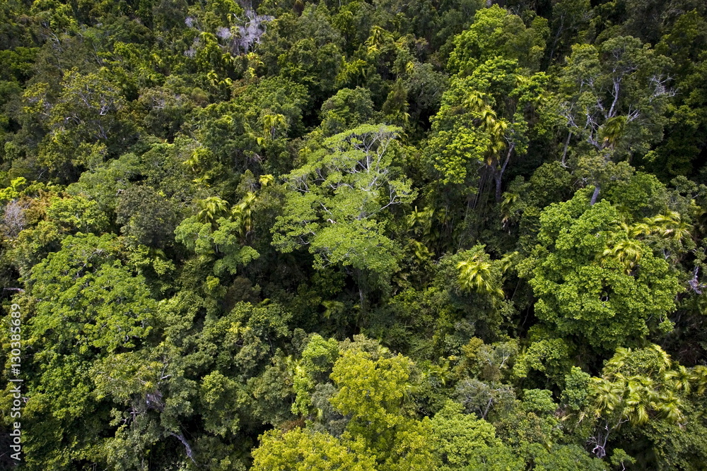 Barron Falls National Park Rainforest from Skyrail Cableway, North Queensland Barron Falls National Park Rainforest from Skyrail Cableway, North Queensland