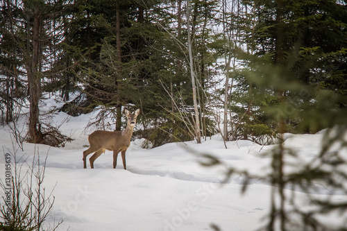 A beautiful doe standing in the winter forest