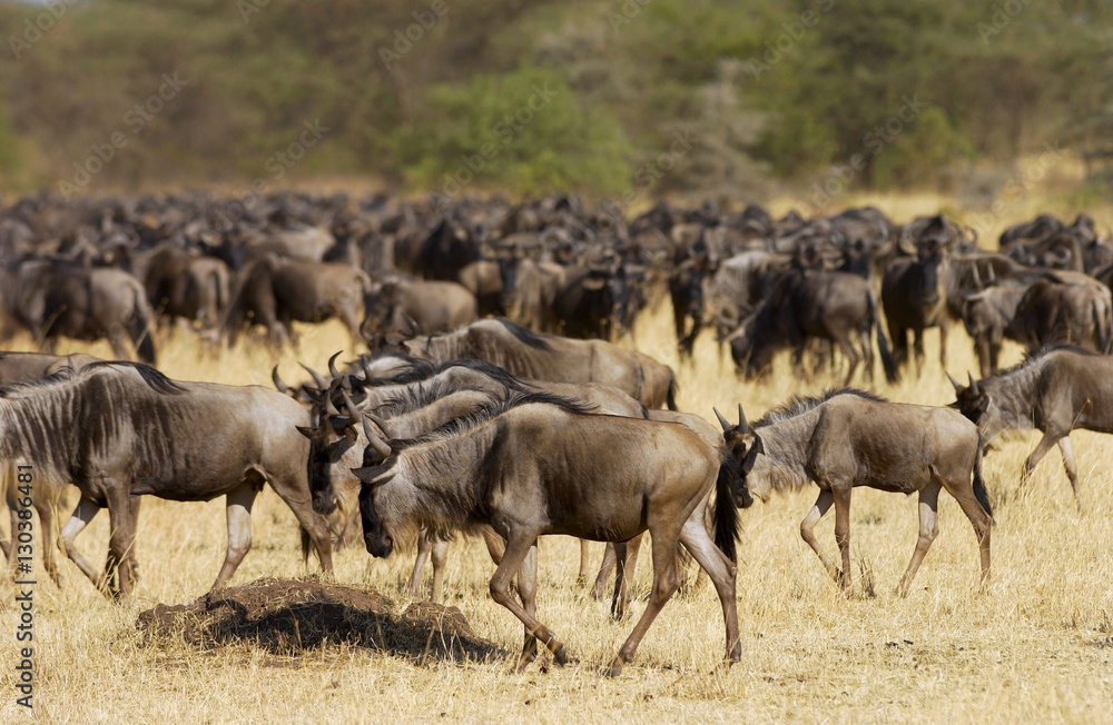 Herd of migrating Blue Wildebeest, Grumeti, Tanzania Herd of migrating Blue Wildebeest, Grumeti, Tanzania