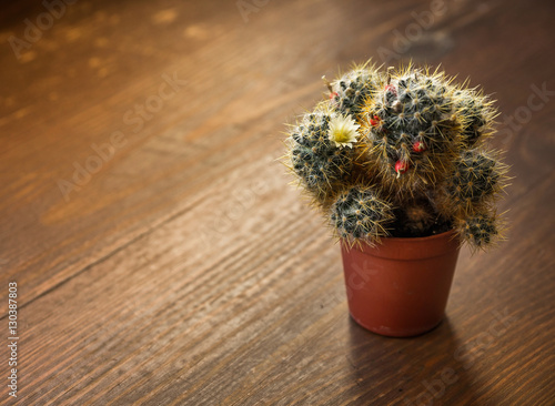 Small blooming cactus in a pot on a wooden desk with copy space