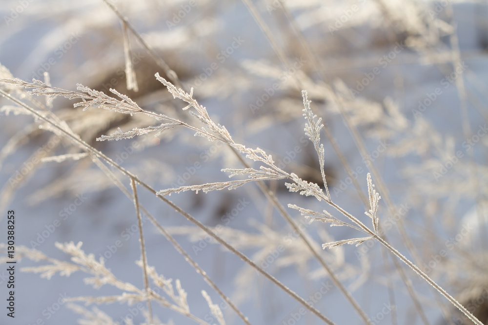 Frozen details of snowy landscape Frozen details of snowy landscape