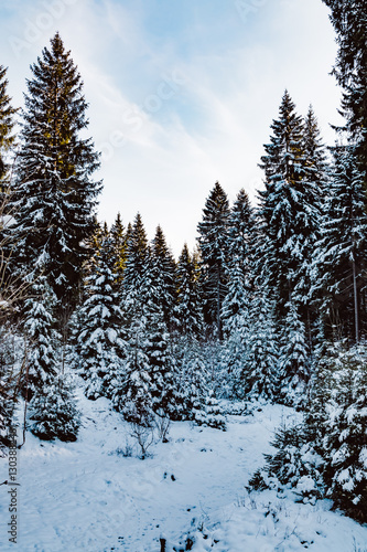 coniferous forest in winter