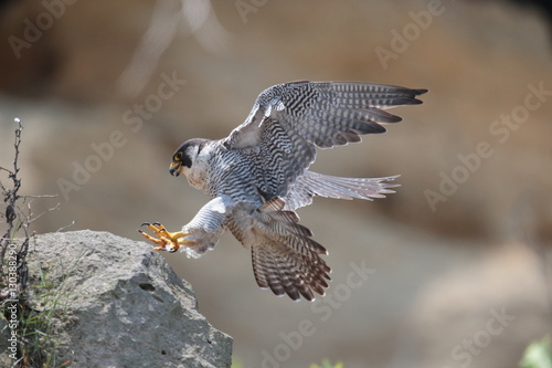 ハヤブサ,ハヤブサ目,ハヤブサ科,ハヤブサ属