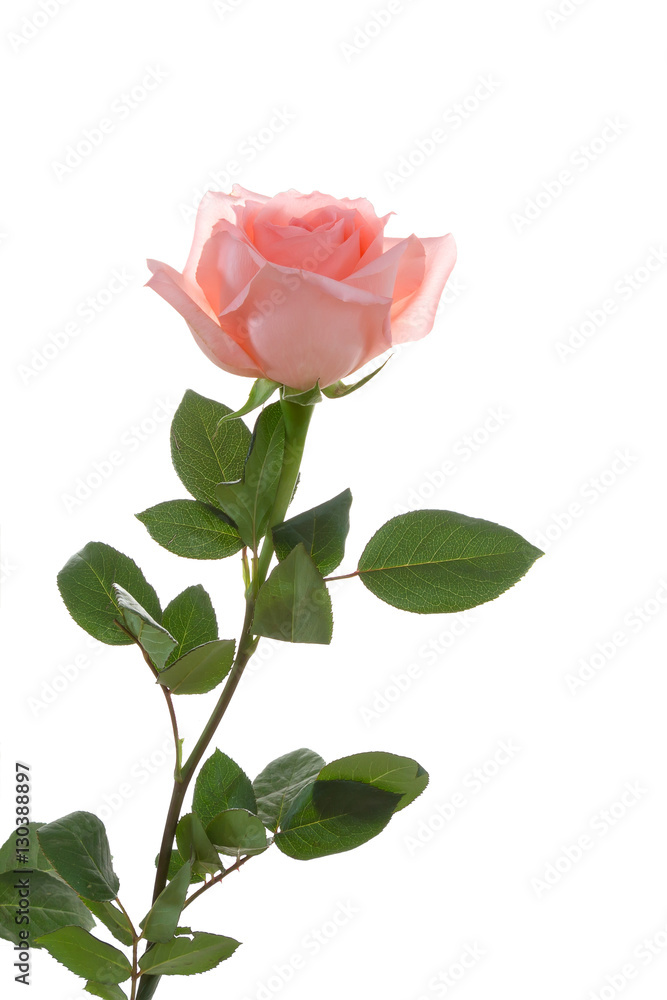 Pink rose Pink rose