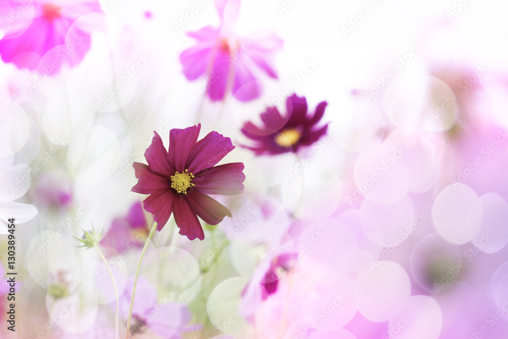 Red and pink cosmos flowers in the field or garden in the winter Red and pink cosmos flowers in the field or garden in the winter