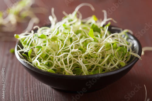 fresh clover sprouts healthy food