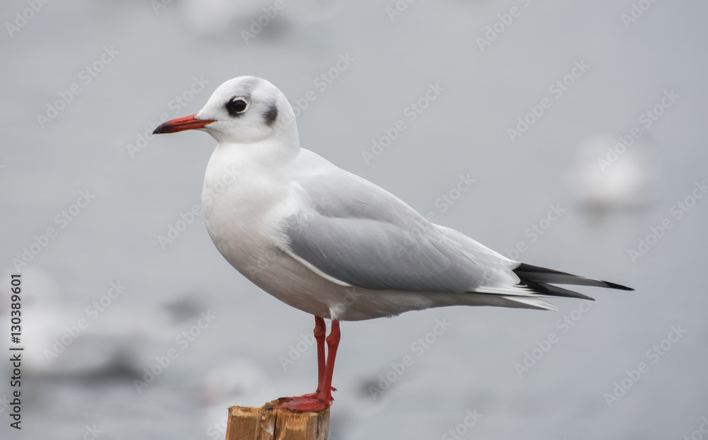 Seagull standing on a stump in marina. Seagull standing on a stump in marina.