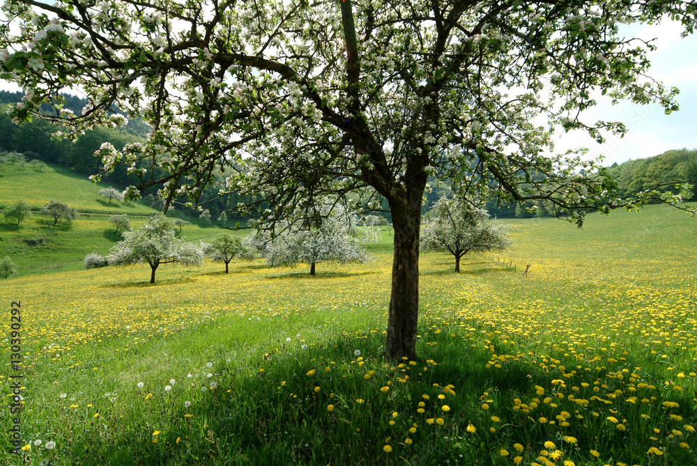 Obraz premium Streuobstwiese