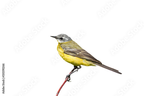 bird yellow Wagtail on a branch on white isolated background
