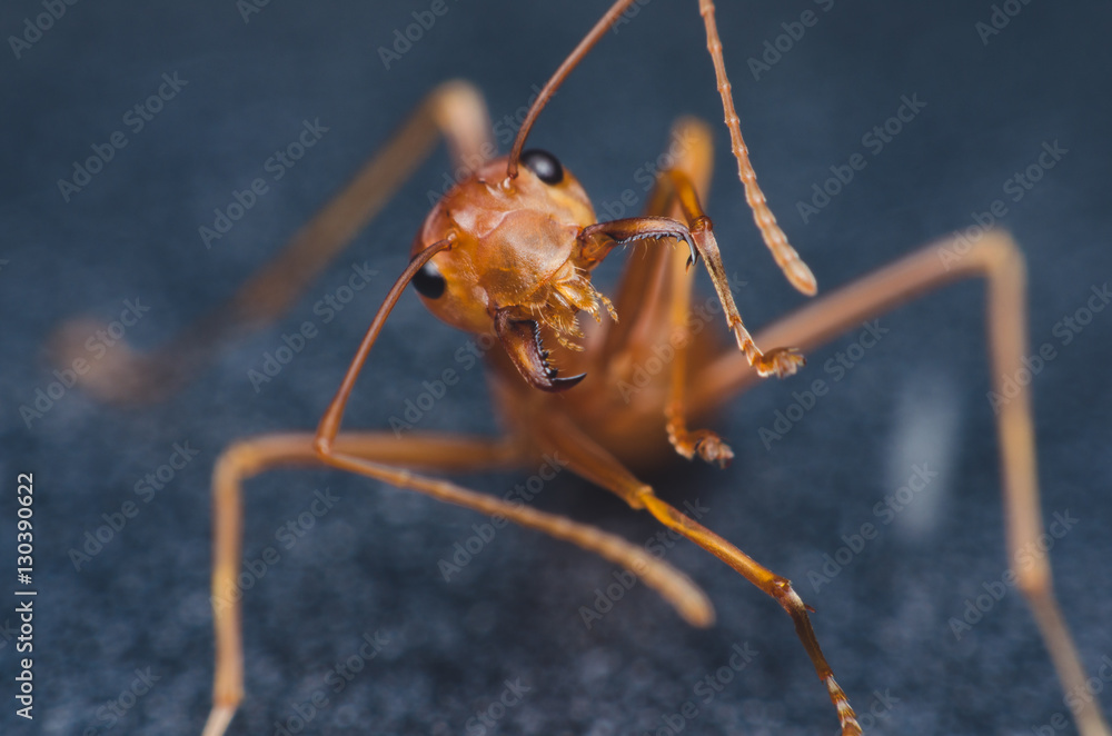 Fototapeta premium red ant on black metal background.