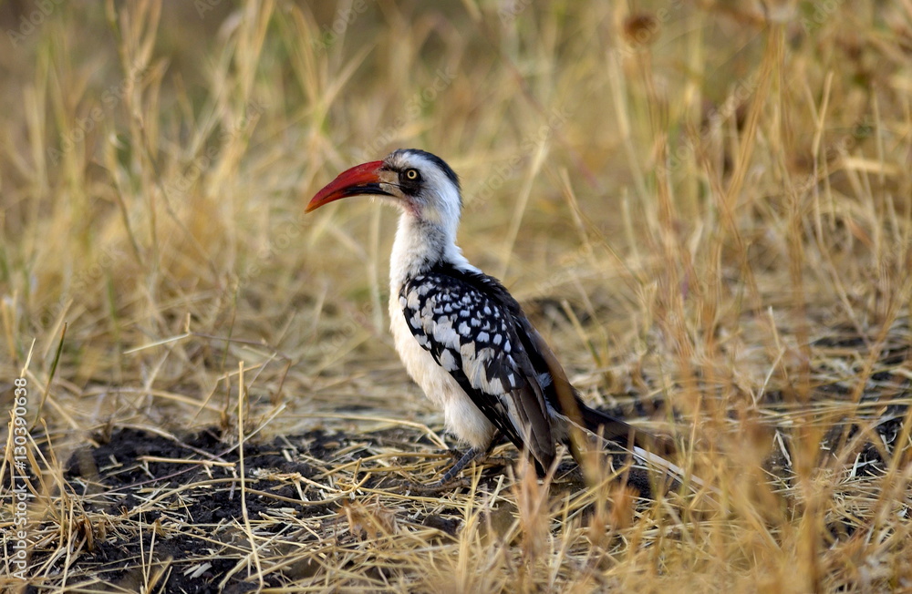 Red-billed Hornbill, Grumet, Tanzania Red-billed Hornbill, Grumet, Tanzania