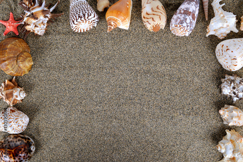 Sea shells with sand as background.