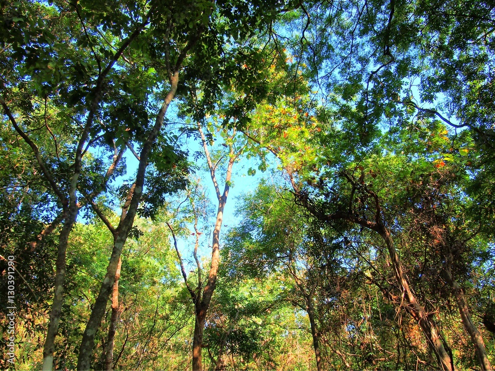 Obraz premium Trees in the forest