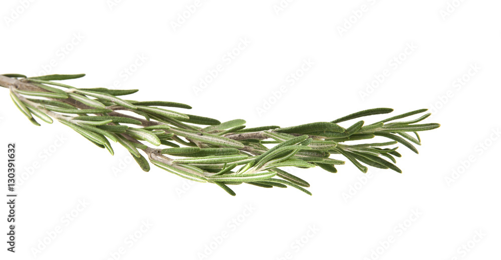 Fototapeta premium rosemary