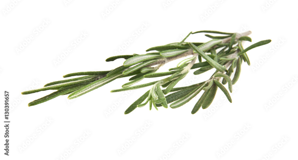 Fototapeta premium rosemary