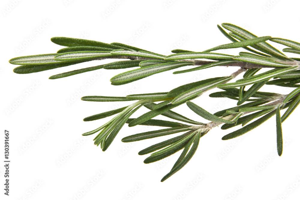 rosemary rosemary