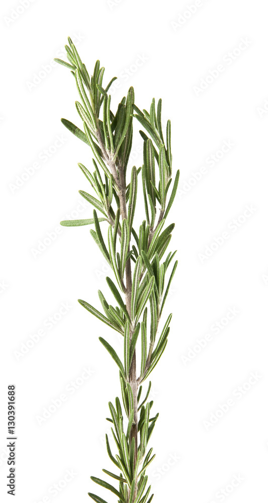 Fototapeta premium rosemary