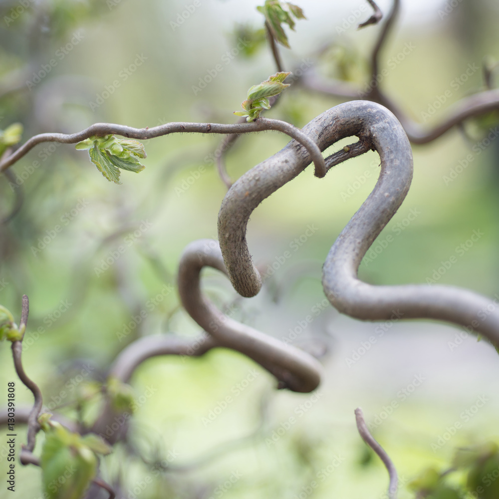 Obraz premium Corylus avellana, Contorta. Soft focus