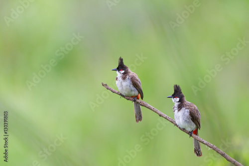 two Red-whiskered Bulbul birdas perched on branches.