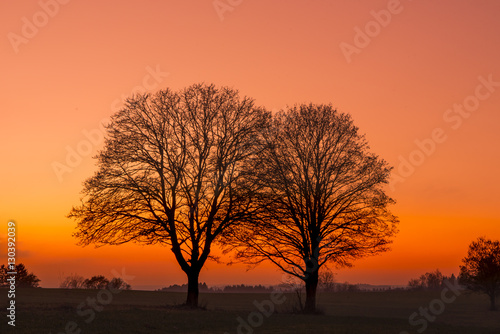 Two bare trees in the sunset