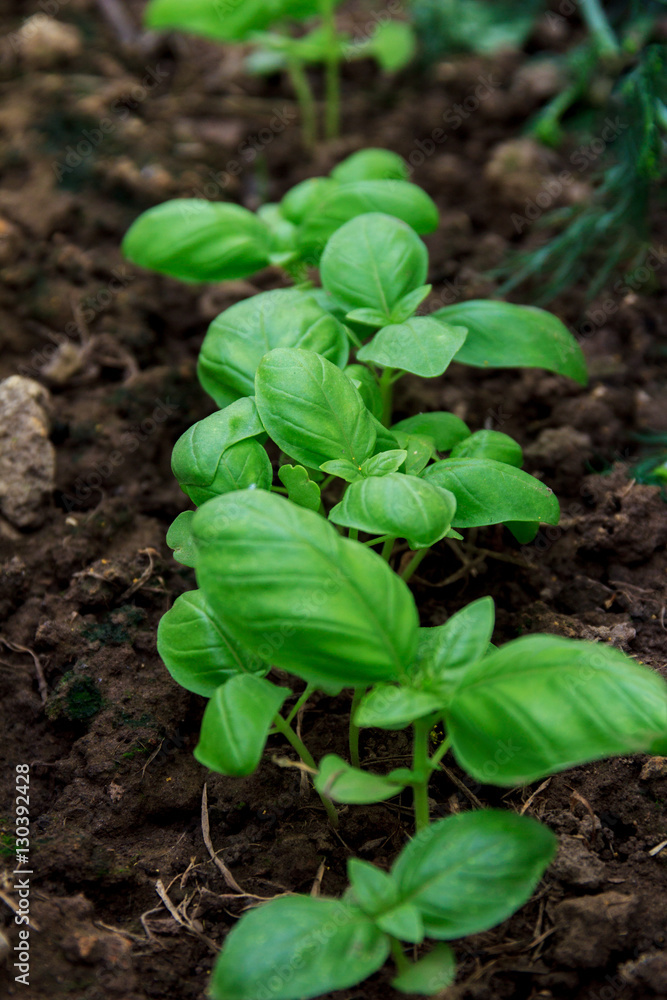 Green arugula growing in the garden Green arugula growing in the garden