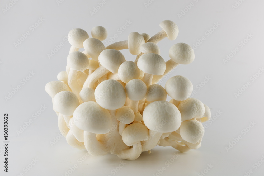 White Shimeji mushroom - Japanese Mushroom on white background White Shimeji mushroom - Japanese Mushroom on white background