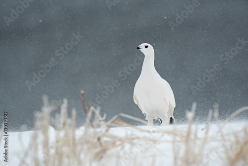 Lagopède des saules en plumage hivernal photo