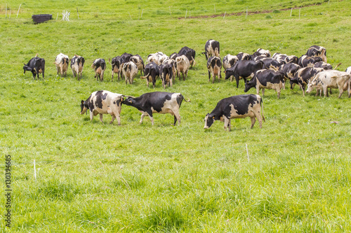 troupeau de vaches 